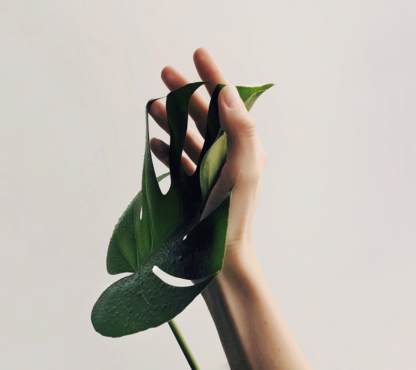 Mano y planta